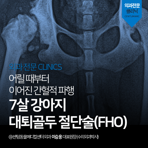  [정형외과] 강아지 대퇴골두 절단술(FHO) (대퇴골두 무혈성 괴사 수술 LCPD 전문 동물병원)