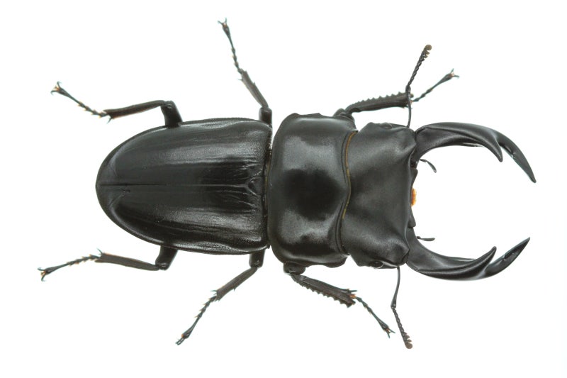 왕사슴벌레 Dorcus hopei hopei 무료 이미지 (목욕시킴) : 네이버 블로그