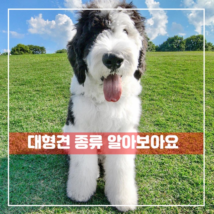  대형견 종류 생각보다 순하고 귀엽다