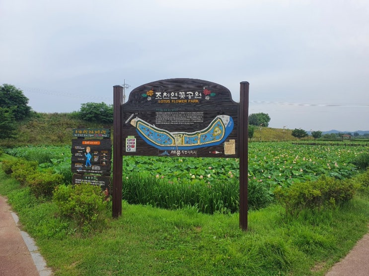  세종시 자전거 도로 라이딩 [연서면-조치원구간] -조천 연꽃공원, 아이스크림 농장카페