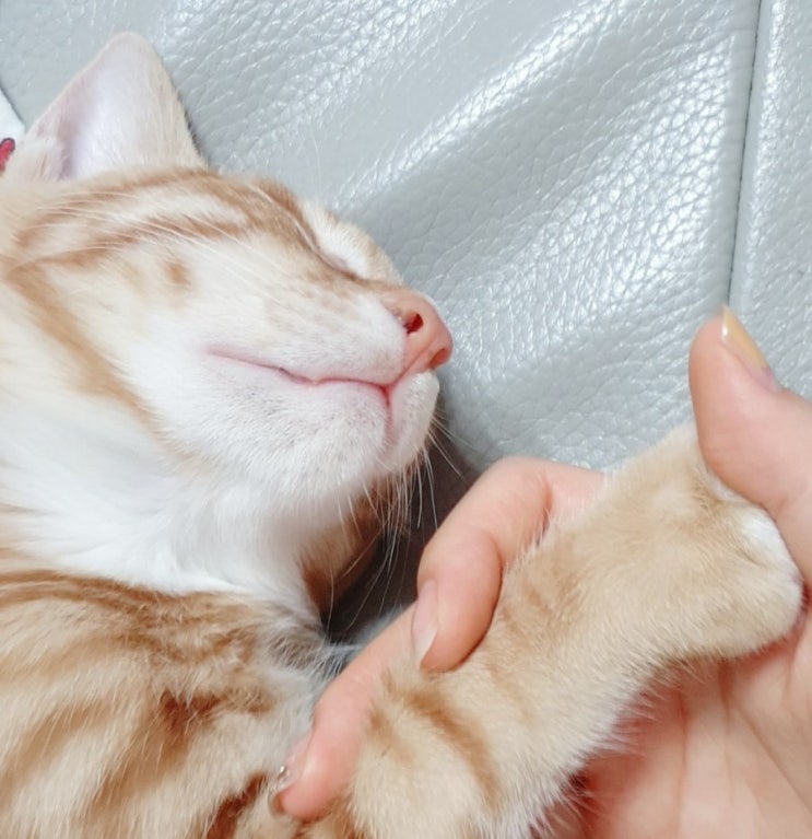  고양이 샴푸 지름신)하이포닉?페스룸?