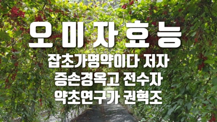  오미자효능