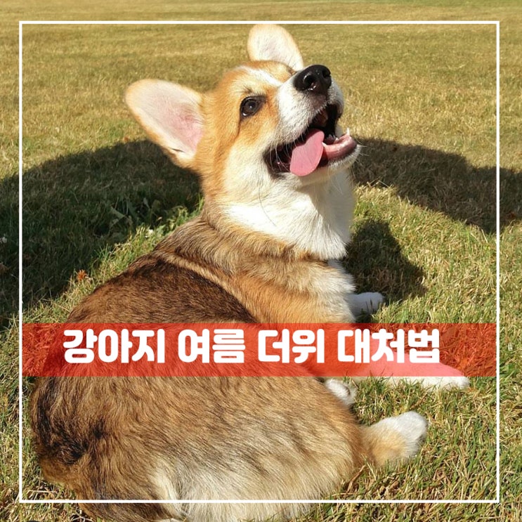  강아지 더위를 해소시키는 오해와진실
