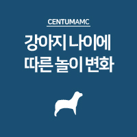  강아지 나이에 따른 놀이 변화