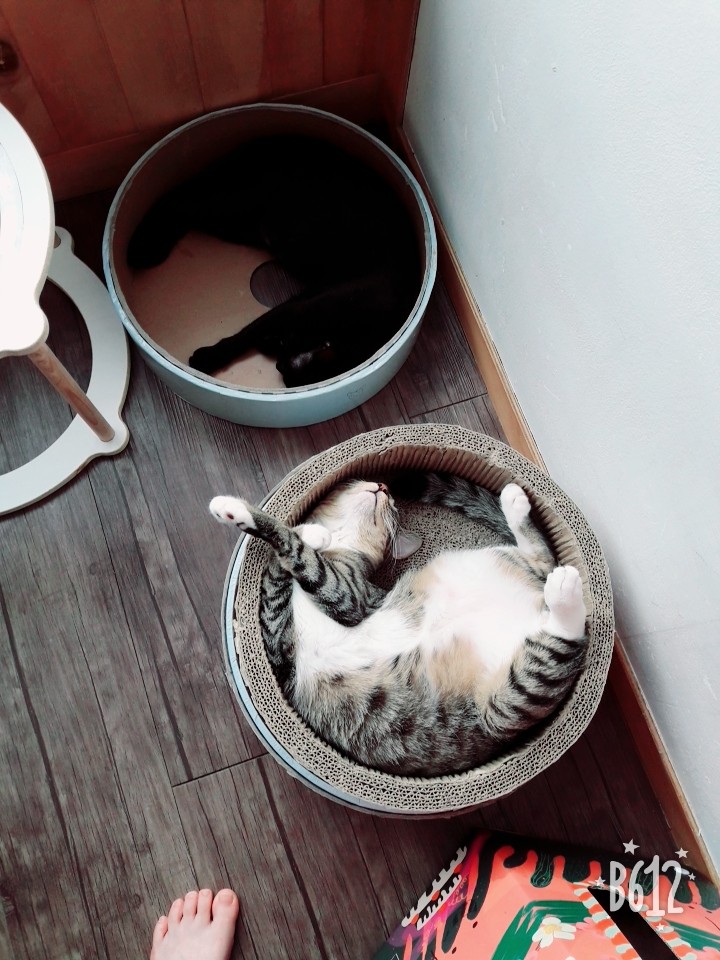  이화여대 지구별고양이