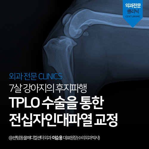 [정형외과] 강아지 전십자인대파열 교정 (TPLO 수술 전문)