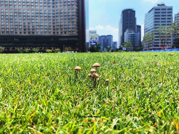 서울광장 잔디밭 산책! 코로나19로 한적해진 서울광장을 둘러보며
