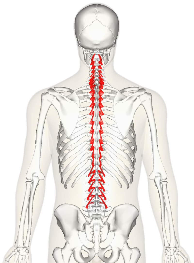 척주(vertebral column)의 안전벨트 다열근(multifidus) : 네이버 블로그