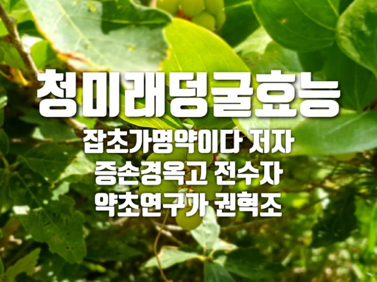  청미래덩굴