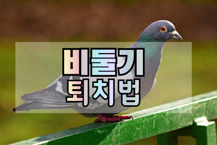  비둘기 퇴치법 두 가지 방법으로 퇴치하기