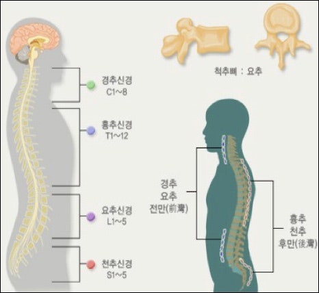 문헌고찰) 추간판 탈출증 : 네이버 블로그