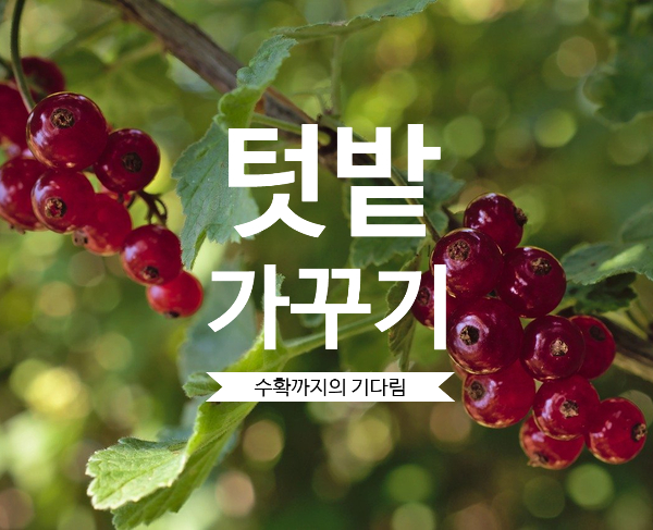  텃밭 가꾸기_방울토마토 곁순제거