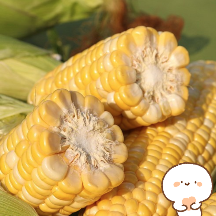  생(生)으로 먹어도 초달콤쓰 하랑애 제주 초당옥수수