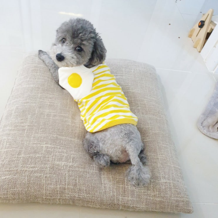  알럽펫 계란후라이 강아지 커플옷 귀여운 애견의류