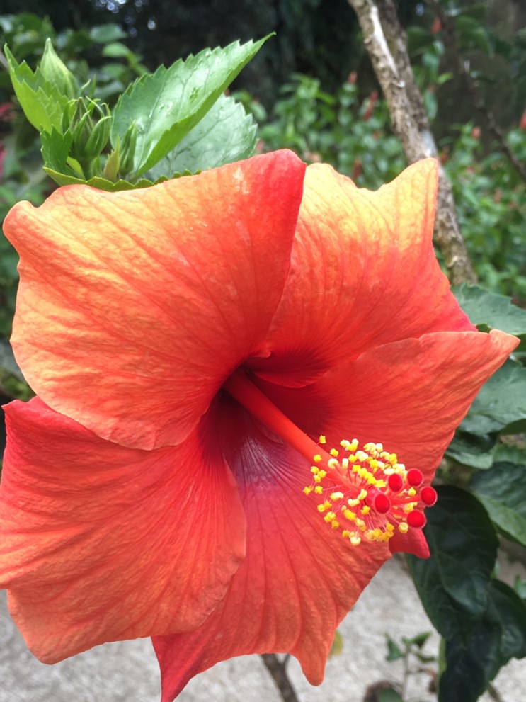 마르티니크: 카리브해 꽃의 섬(발라타 식물원)