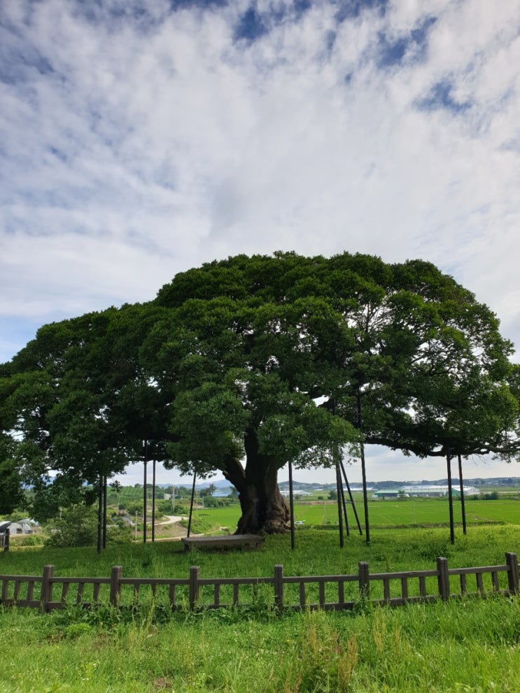 전북 고창 가볼만한곳,고창 수동리 팽나무(천연기념물 제494호)
