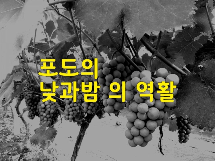  포도의 낮과 밤의 역활