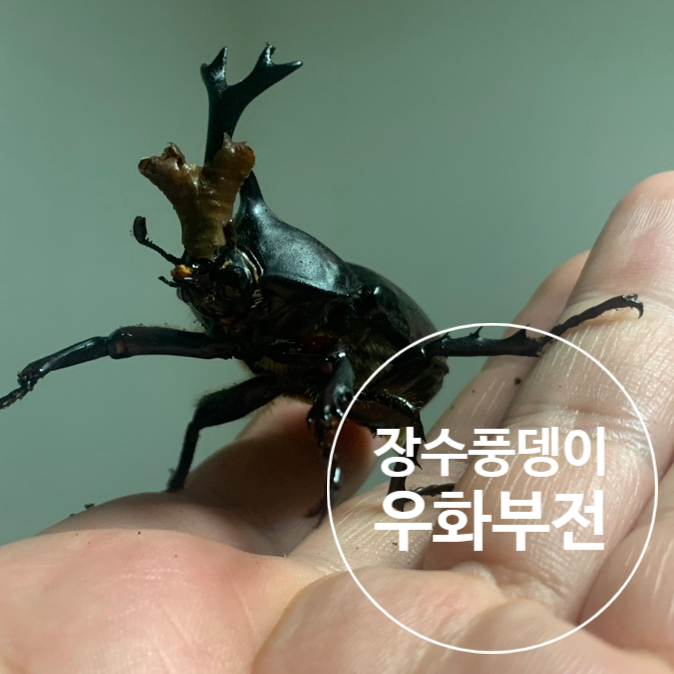  장수풍뎅이 우화부전, 속날개 수납 문제