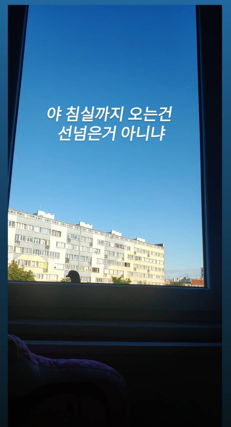  [폴란드 1년 살기] 182일째, 집에 찾아온 비둘기를 쫓아내지 않았을 때 생기는 일