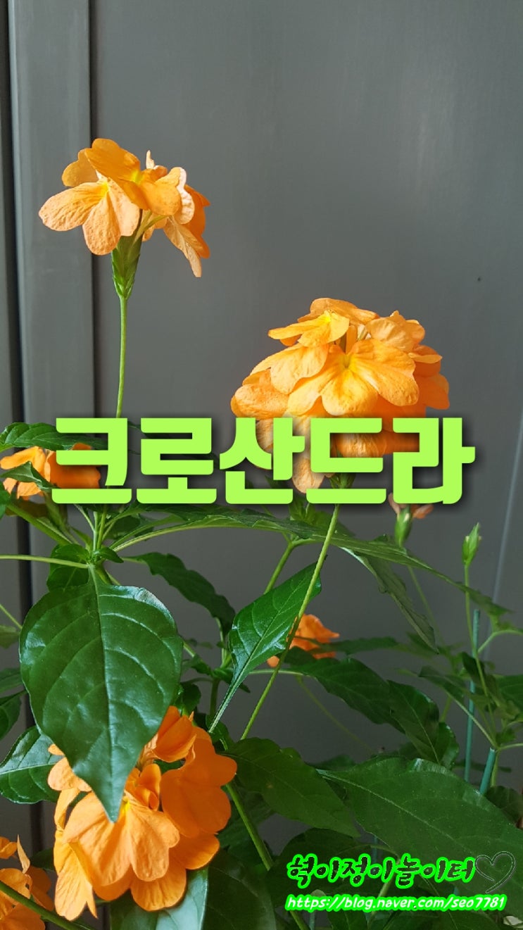크로산드라꽃 이 활짝.. 꽃말 번식방법 알아보기