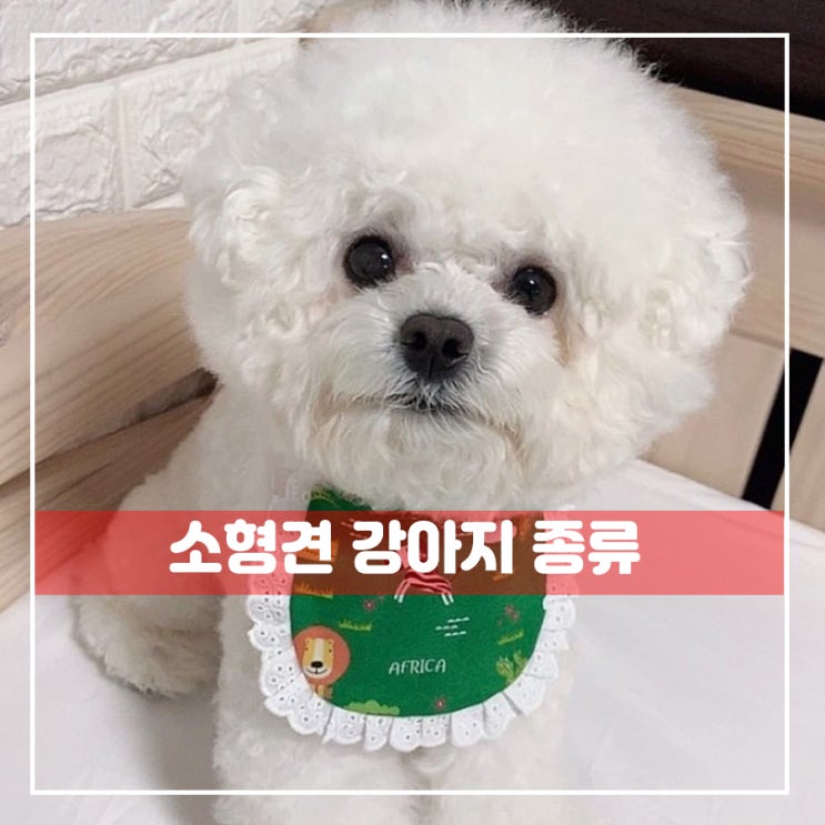  소형견 종류 다양하게 알아보자