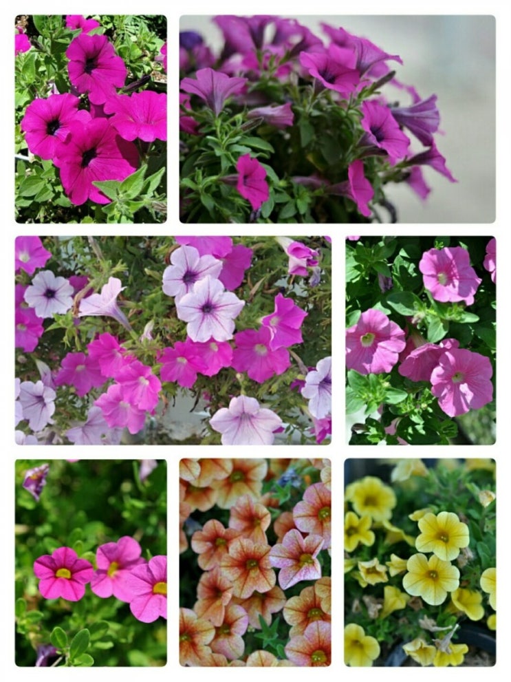  '세계 5대 길거리꽃' 으로 꽂을수 있는 원예종 -[페튜니아(Petunia)]