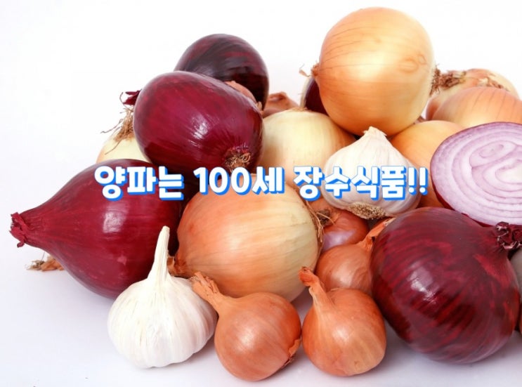 양파는 100세 장수식품!!