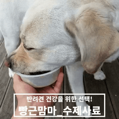  [빵근맘마]사랑하는 반려견의 위한 선택! 프리미엄 수제사료