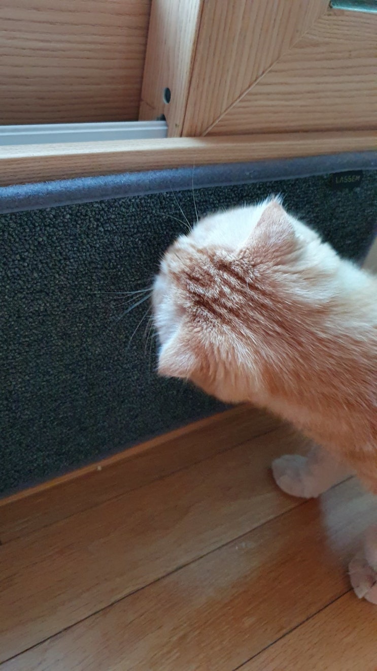  라샘 고양이 스크래쳐