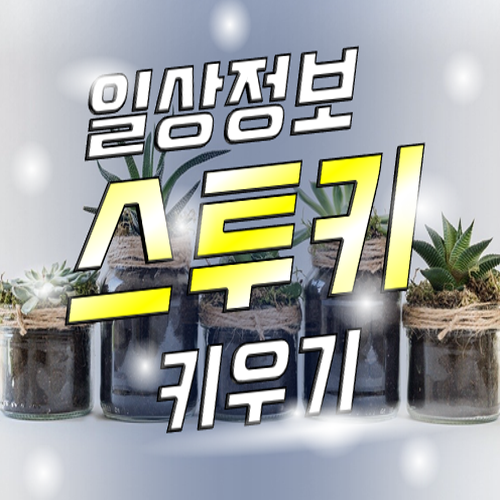  스투키 키우기 나만의 힐링 방법