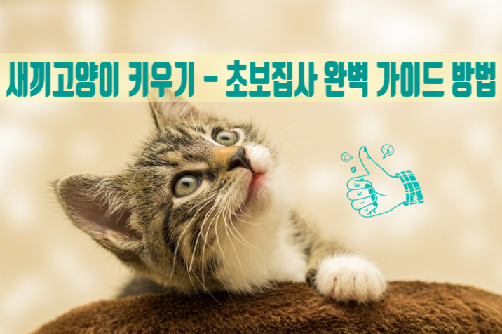 새끼고양이 밥 궁금증 해결  / 초보집사 완벽 가이드 방법