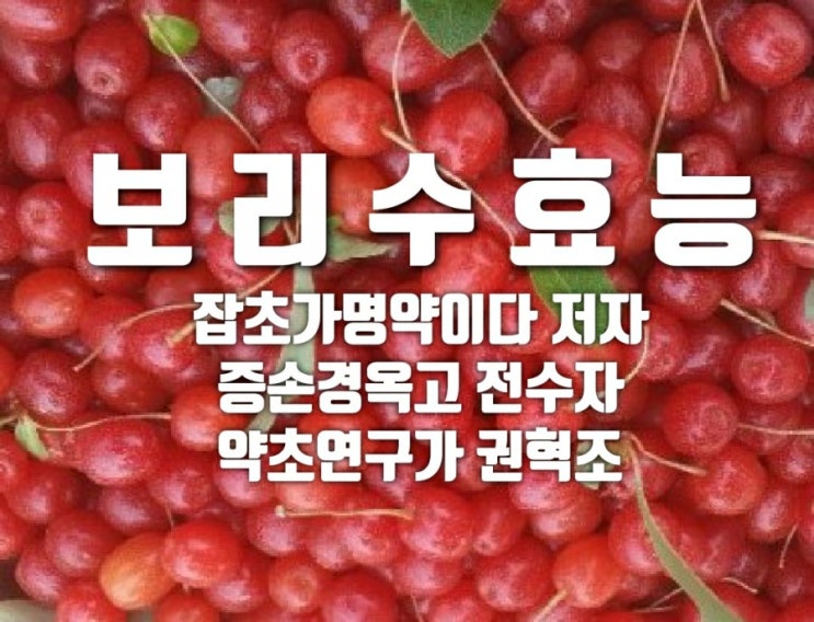  보리수효능