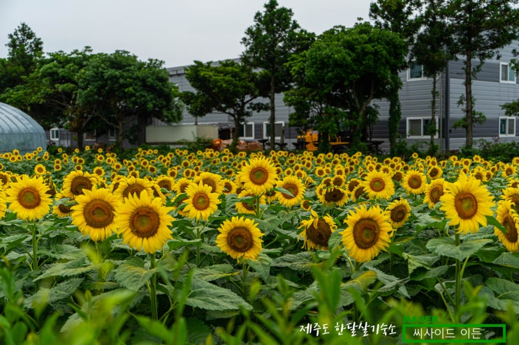  지나는 길에 가보면 좋은 곳 "김경숙해바라기농장" [제주도 한달살기 숙소 씨사이드 이든 추천]