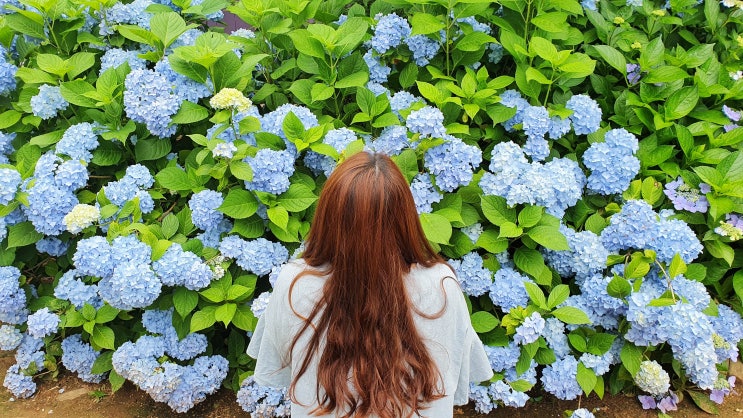  너무 예뻤던 태안 팜카밀레 수국꽃길