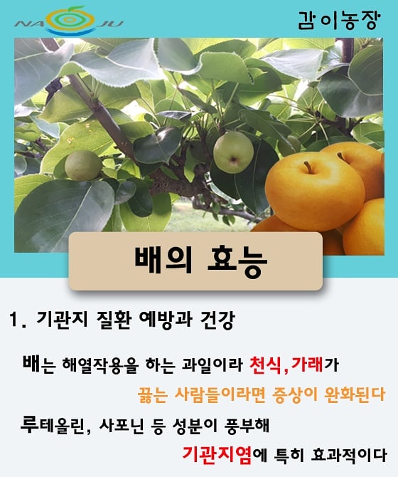 배의 효능 배의 효능