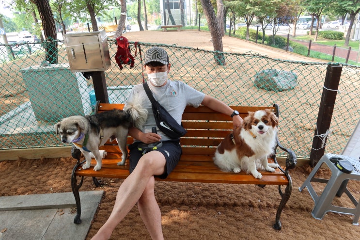  노원 애견운동장 마들 강아지놀이터 무료