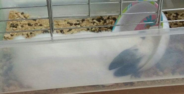  토끼 애기때