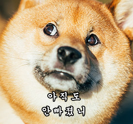  시바짤방 2탄을 준비해봤습니다 - made by 호키