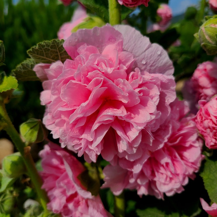 겹접시꽃 당신