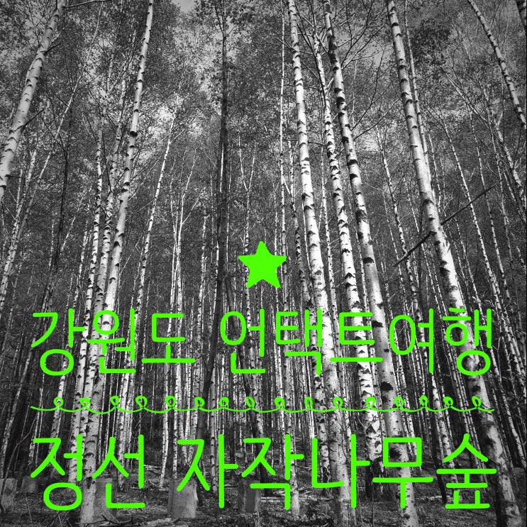  정선 자작나무숲 갈 수 있는 하이원트레킹 코스 무릉도원길1입니다