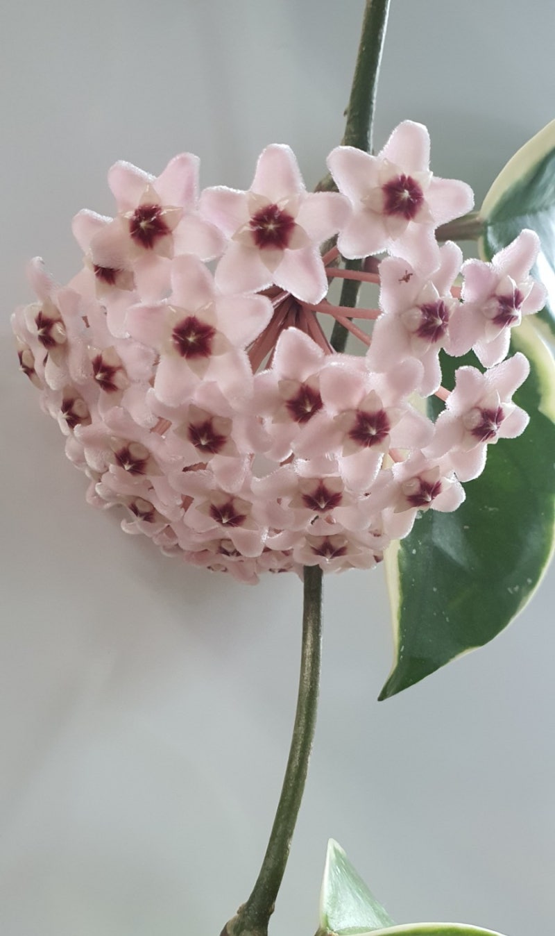 마이닝시티 비트코인볼트 BCTV 사기(scam)스캠인가?! : 네이버 블로그