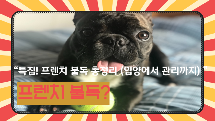  특집! 프렌치 불독(French Bulldog) 총정리(입양에서 관리까지)