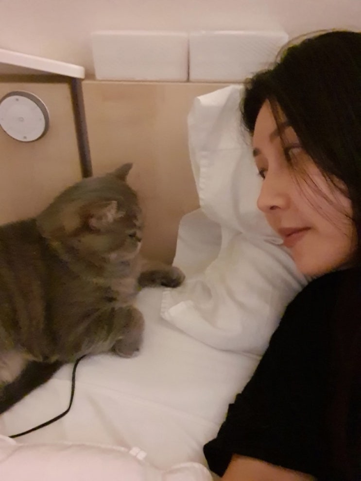  [캔따개의 일상] 오랜만에 미카네 고양이들 