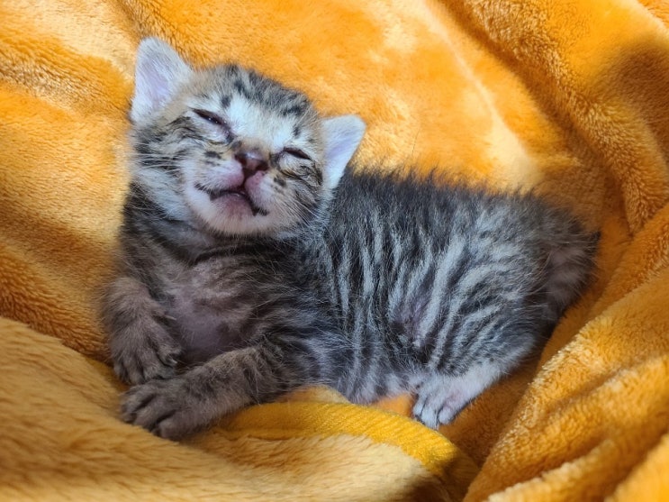  아기 고양이 레오 첫 뽀뽀의 충격으로 정신 혼미?!