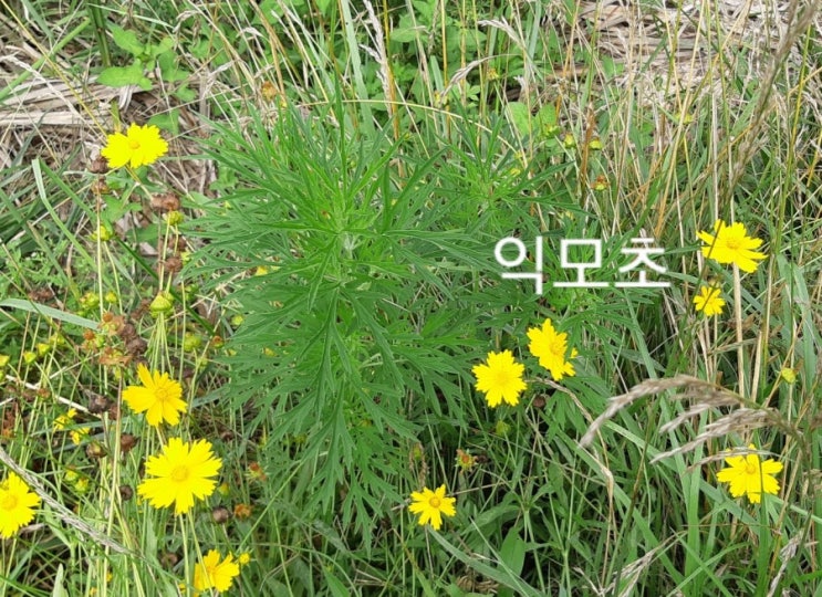  익모초와 돼지풀이 서로 비슷하니 채취할때 주의