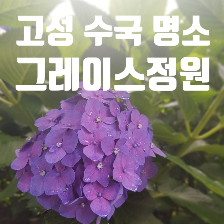  고성 그레이스정원 수국명소 다녀왔지