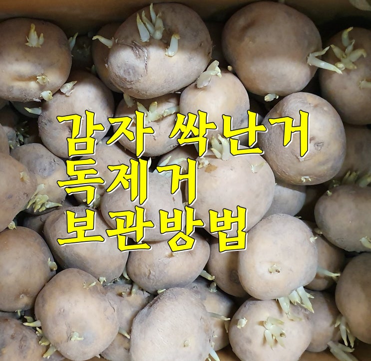  감자 싹난거 알면 못먹죠.