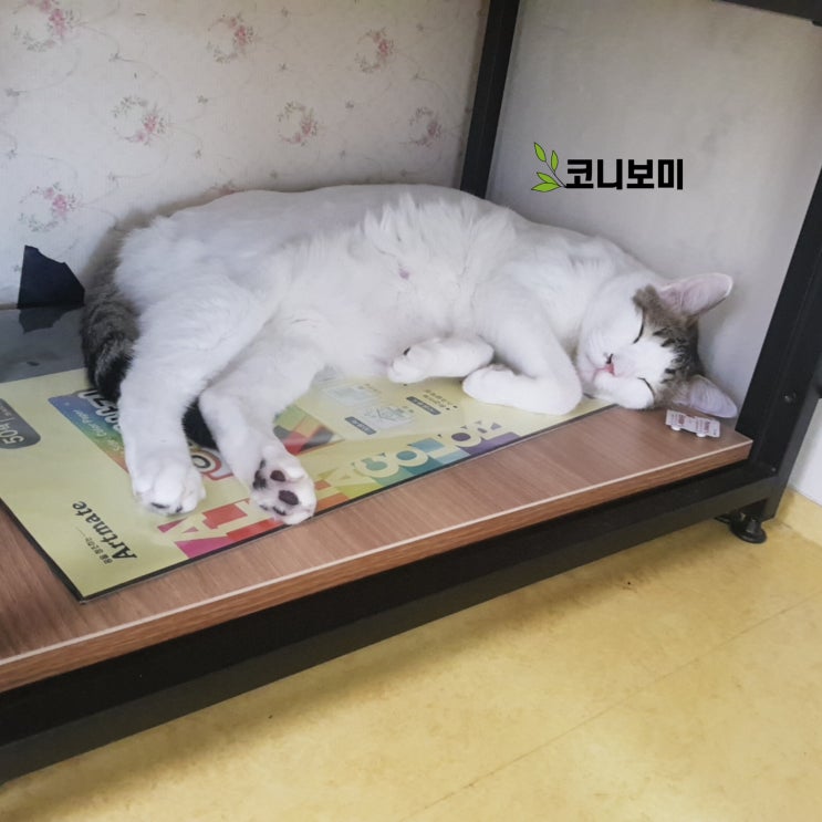 코니보미 일상 0706 코니보미 일상 0706