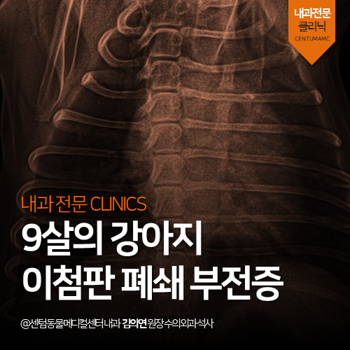  [심장전문진료] 강아지 이첨판 폐쇄 부전증 (부산 석박사 진료진 동물병원)