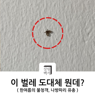  [살림노하우] 한여름의 불청객, 세균을 몰고다니는 화장실 나방파리/ 나방파리 유충